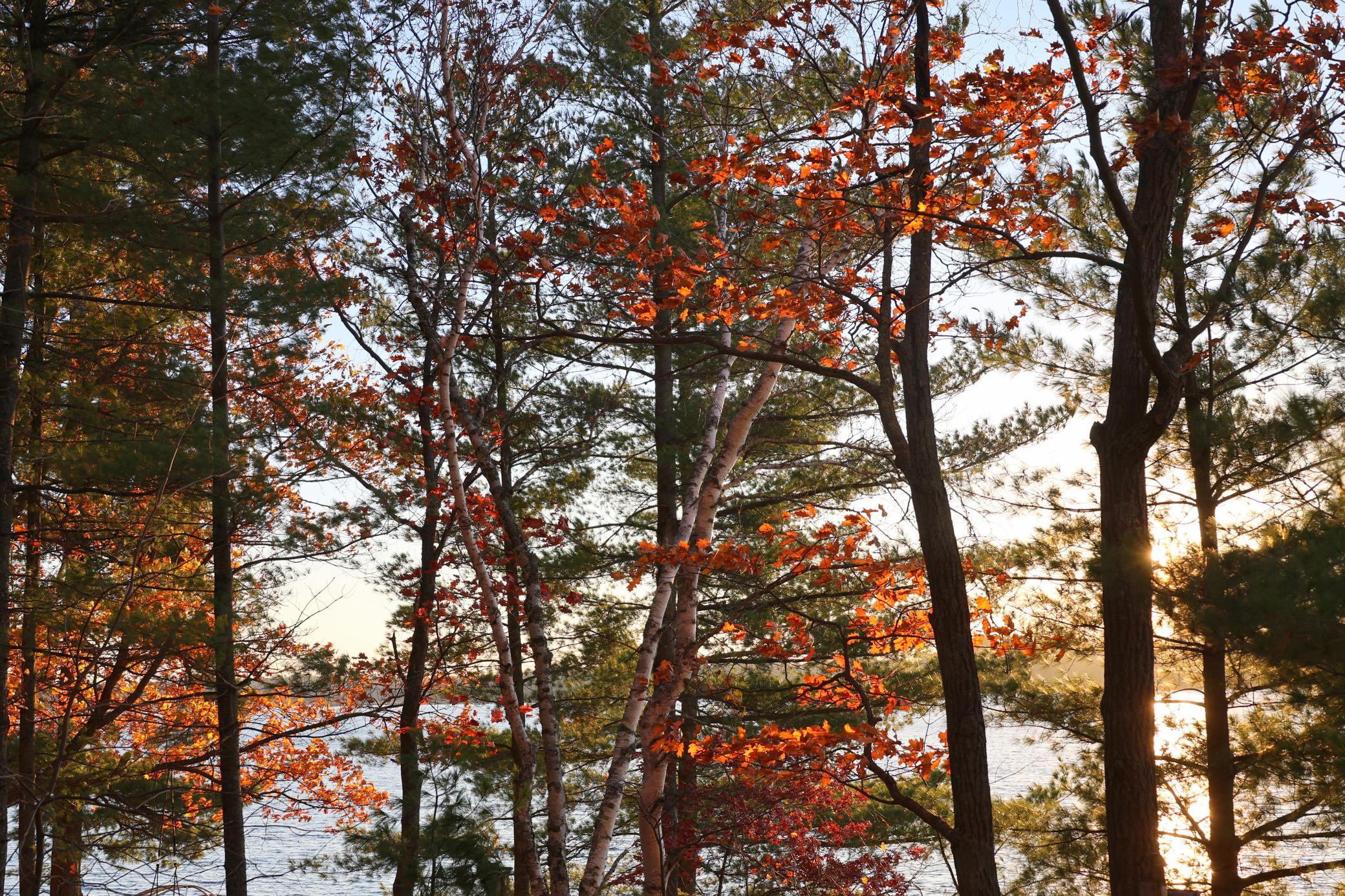 4388 Robin Lane Northwest Hackensack, MN 56452 - Photo 100 of 111