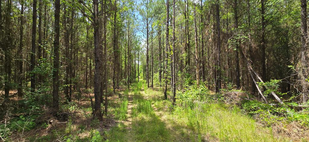 10 Mt Zion Road Gordon, AL 36343 - Photo 23 of 28