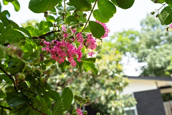 $3,295 | 3002 Brinwood Avenue, Austin, TX 78704