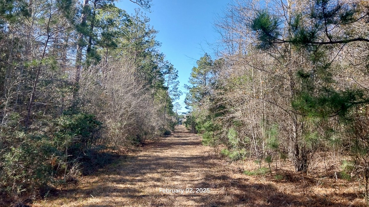 0 Chambers Road Zavalla, TX 75980 - Photo 2 of 11 a view of dirt yard with a tree