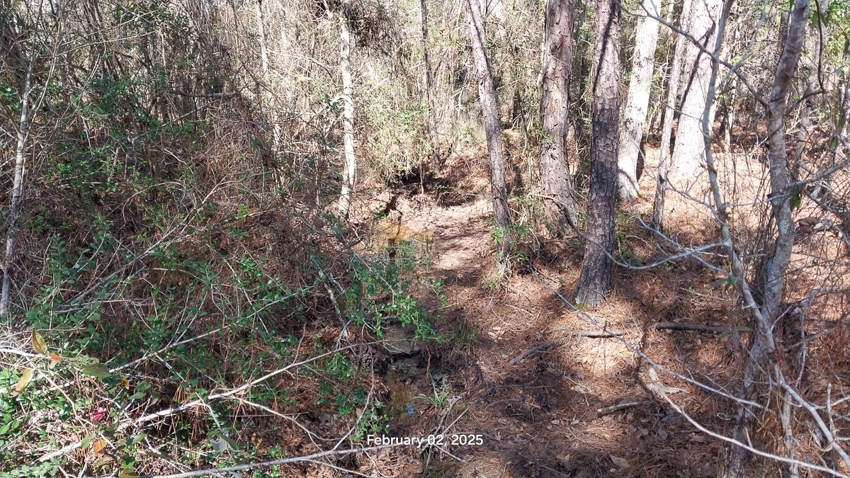 0 Chambers Road Zavalla, TX 75980 - Photo 4 of 11 a view of a forest