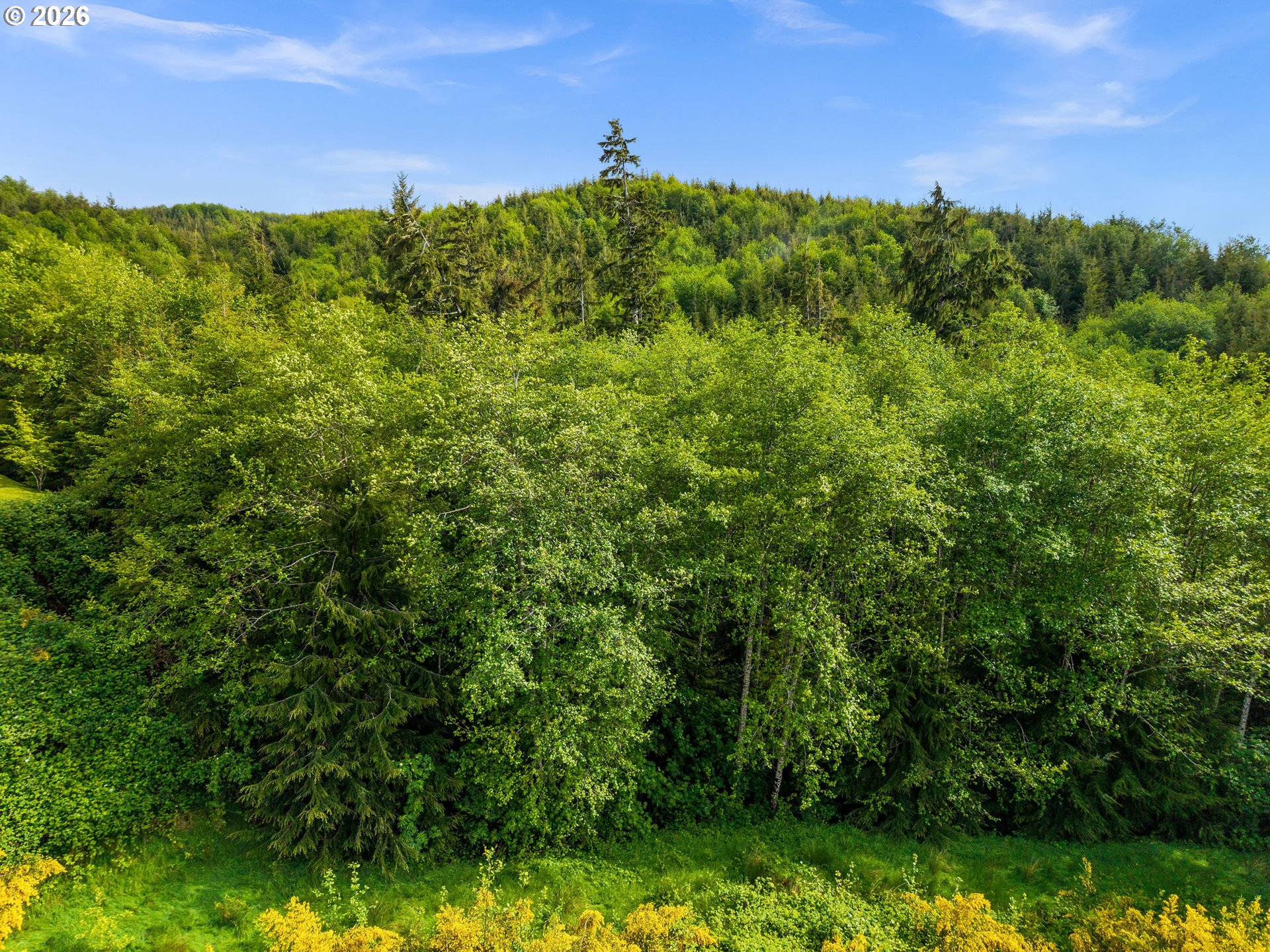 1915 North Fork Road Seaside, OR 97138 - Photo 11 of 12 a view of a green field with lots of bushes