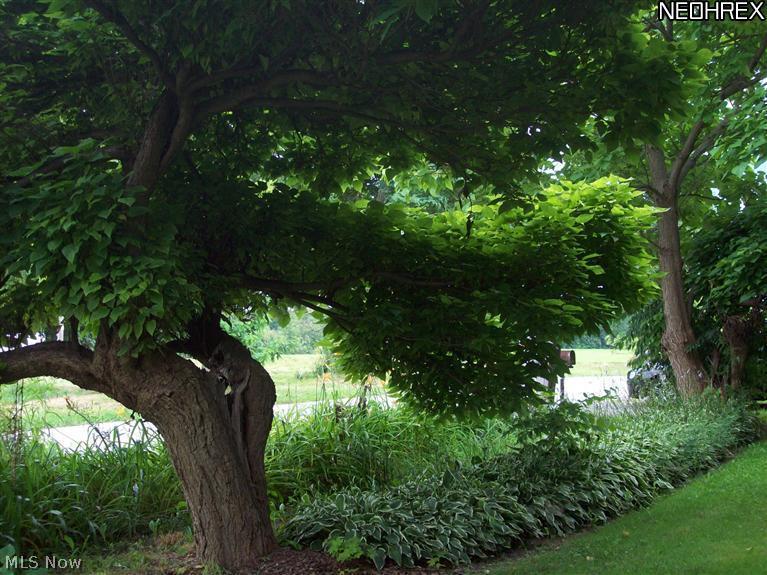 2559 Barnum Road Geneva, OH 44041 - Photo 3 of 22 Beautiful rolling land with old growth trees.