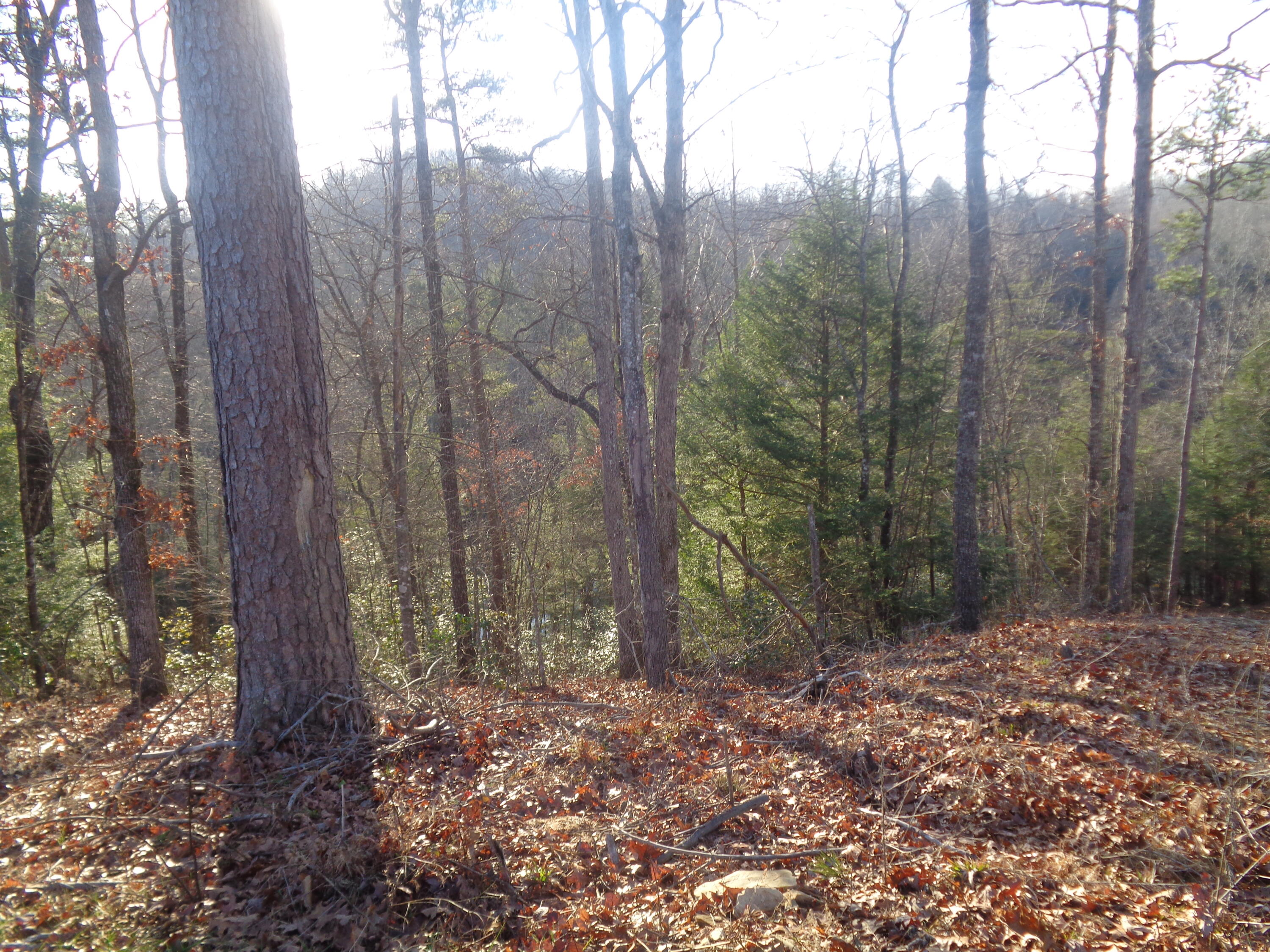Lot 9 Fount Hubbard Road London, KY 40741 - Photo 7 of 27 DSC07434