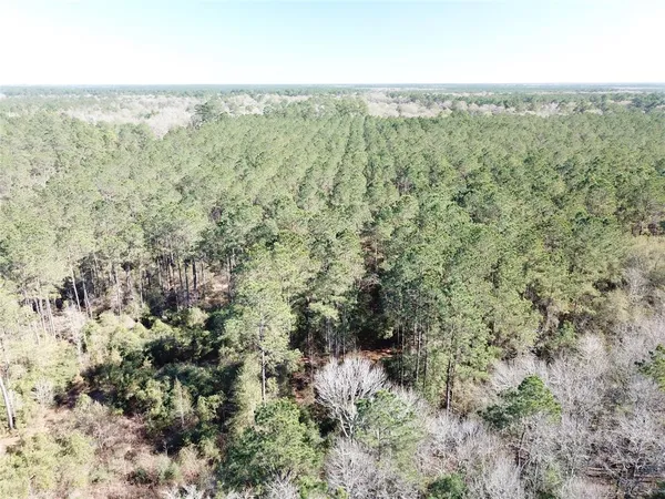 a view of a forest with trees in the background