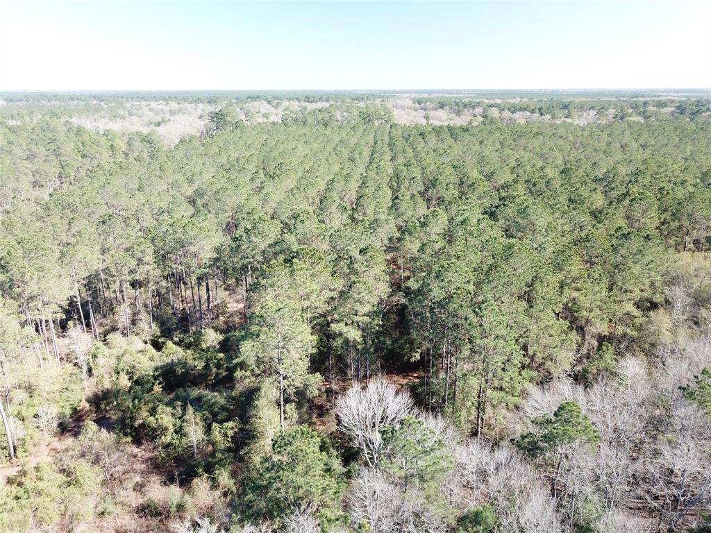 0 Corrigan Road Vidor, TX 77662 - Photo 14 of 32 a view of a forest with trees in the background