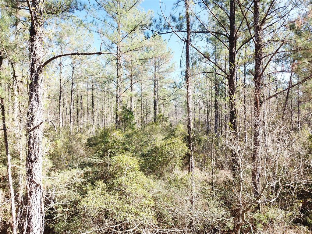 0 Corrigan Road Vidor, TX 77662 - Photo 32 of 32 a close up of a plant in a yard