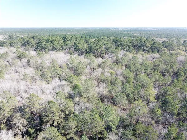 a view of a forest with trees in the background