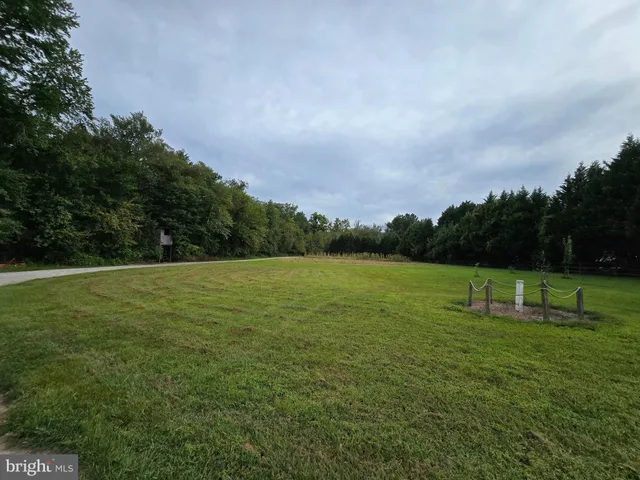 a view of a forest with trees