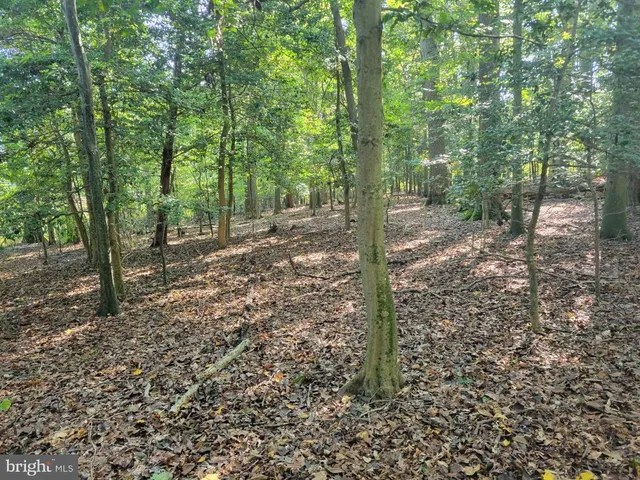 a view of a forest with trees
