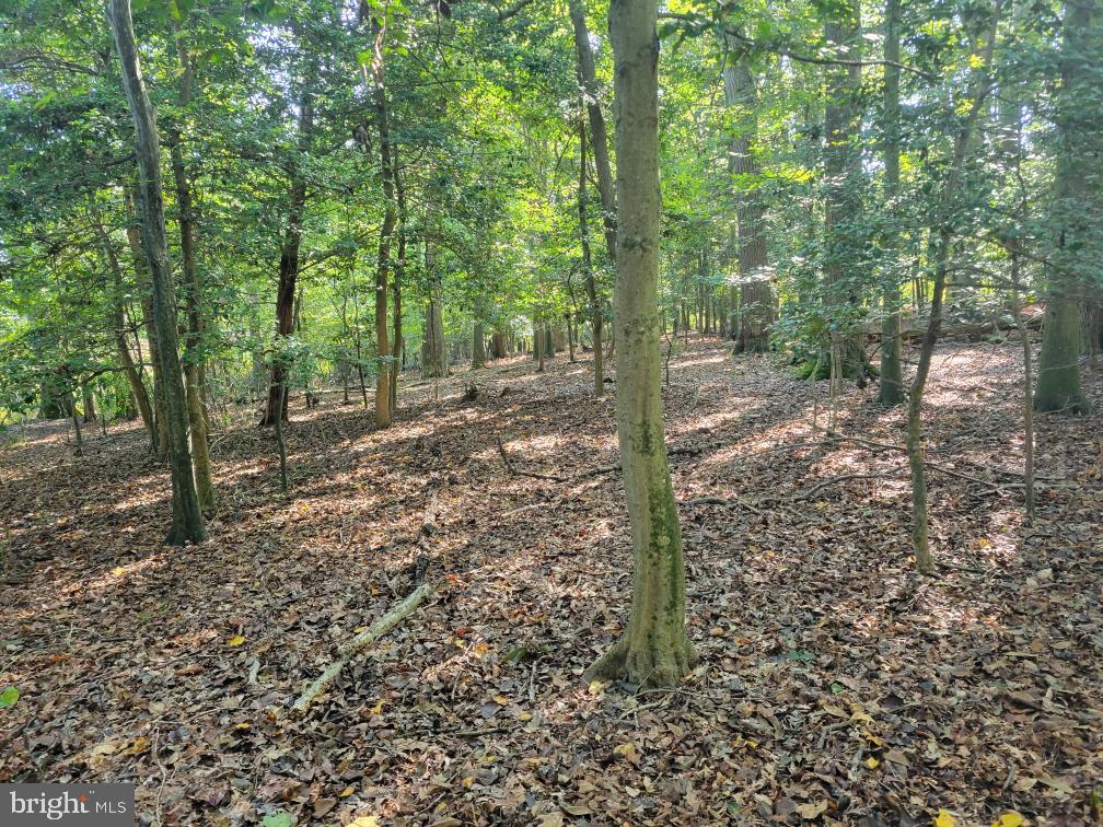 Mason Branch Road Queen Anne, MD 21657 - Photo 18 of 31 Gallery Image 18