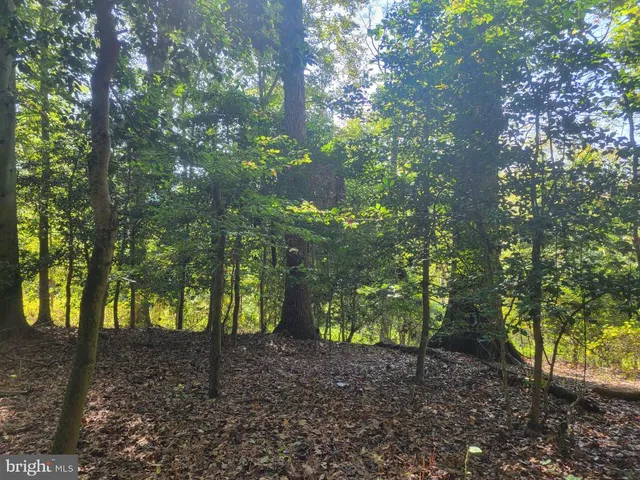 a view of a backyard with large trees