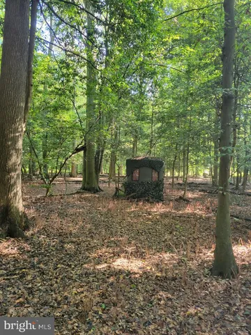 a view of a yard with plants and large trees