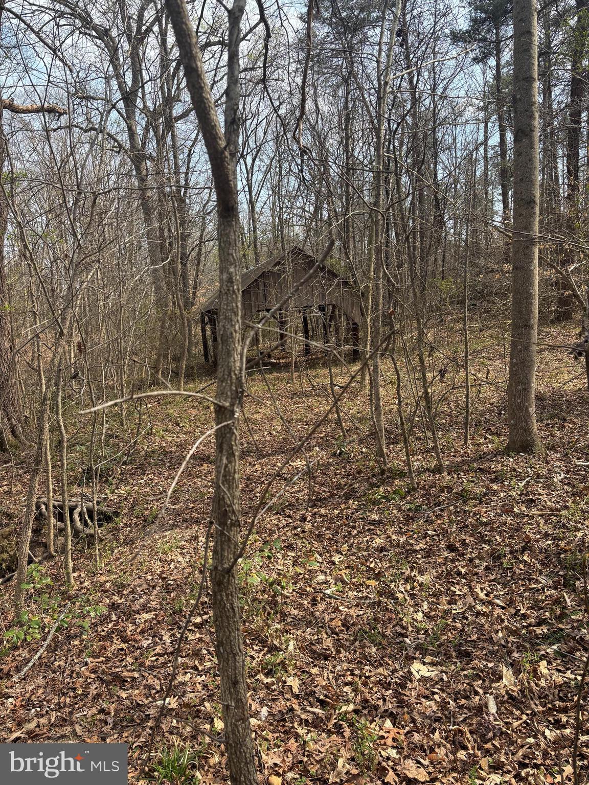 406 Truslow Road Fredericksburg, VA 22405 - Photo 5 of 7 a view of a yard with large trees