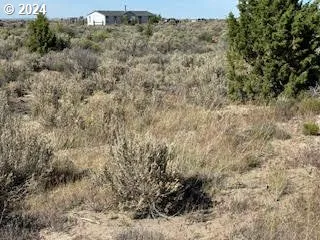 a view of a dry yard