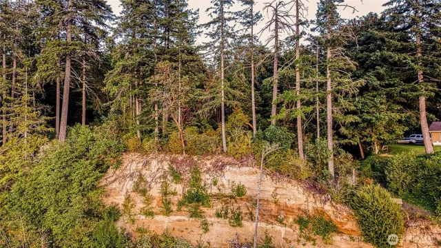 a view of a forest with a tree