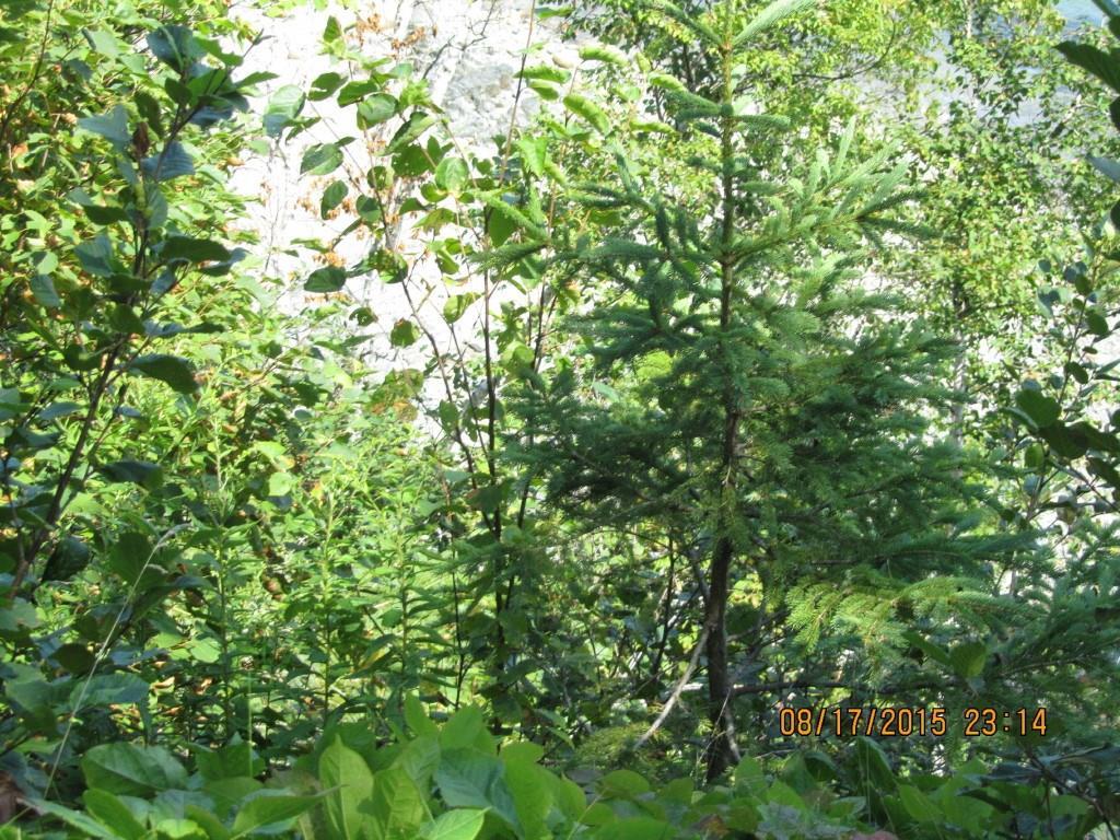 Lot 67 Englishman Bay Road Jonesport, ME 04649 - Photo 4 of 4 Photo
