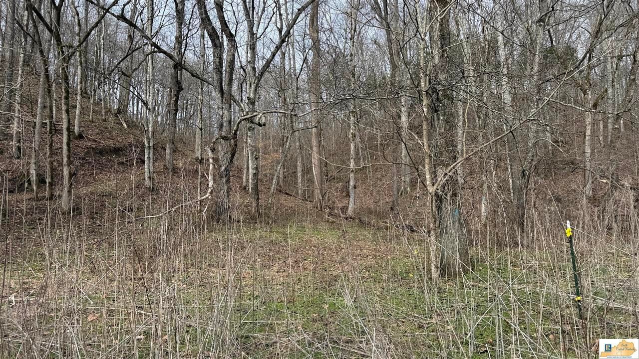 439 Spout Springs Road Knifley, KY 42753 - Photo 59 of 92 Gallery Image 59