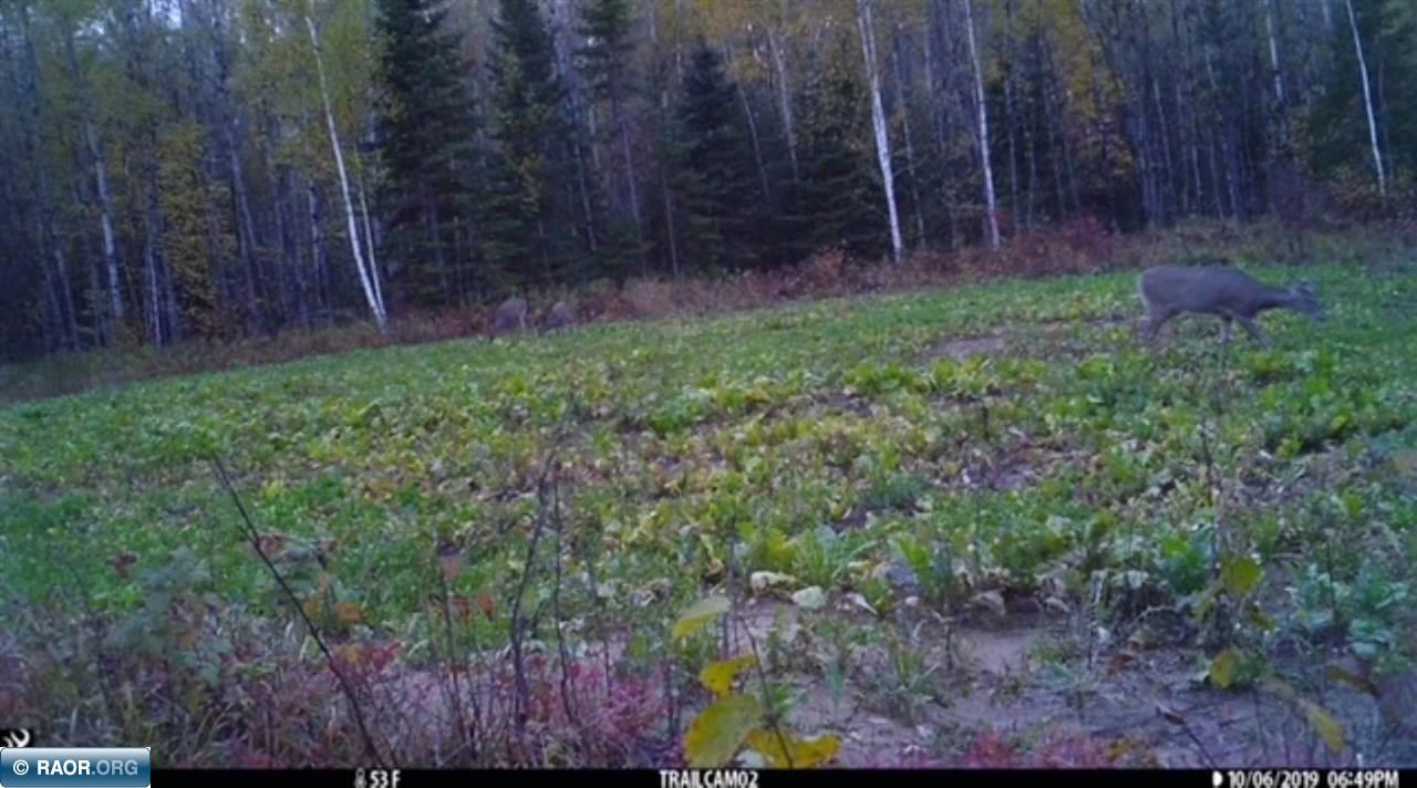Tbd Mud Hole Road Side Lake, MN 55781 - Photo 8 of 24