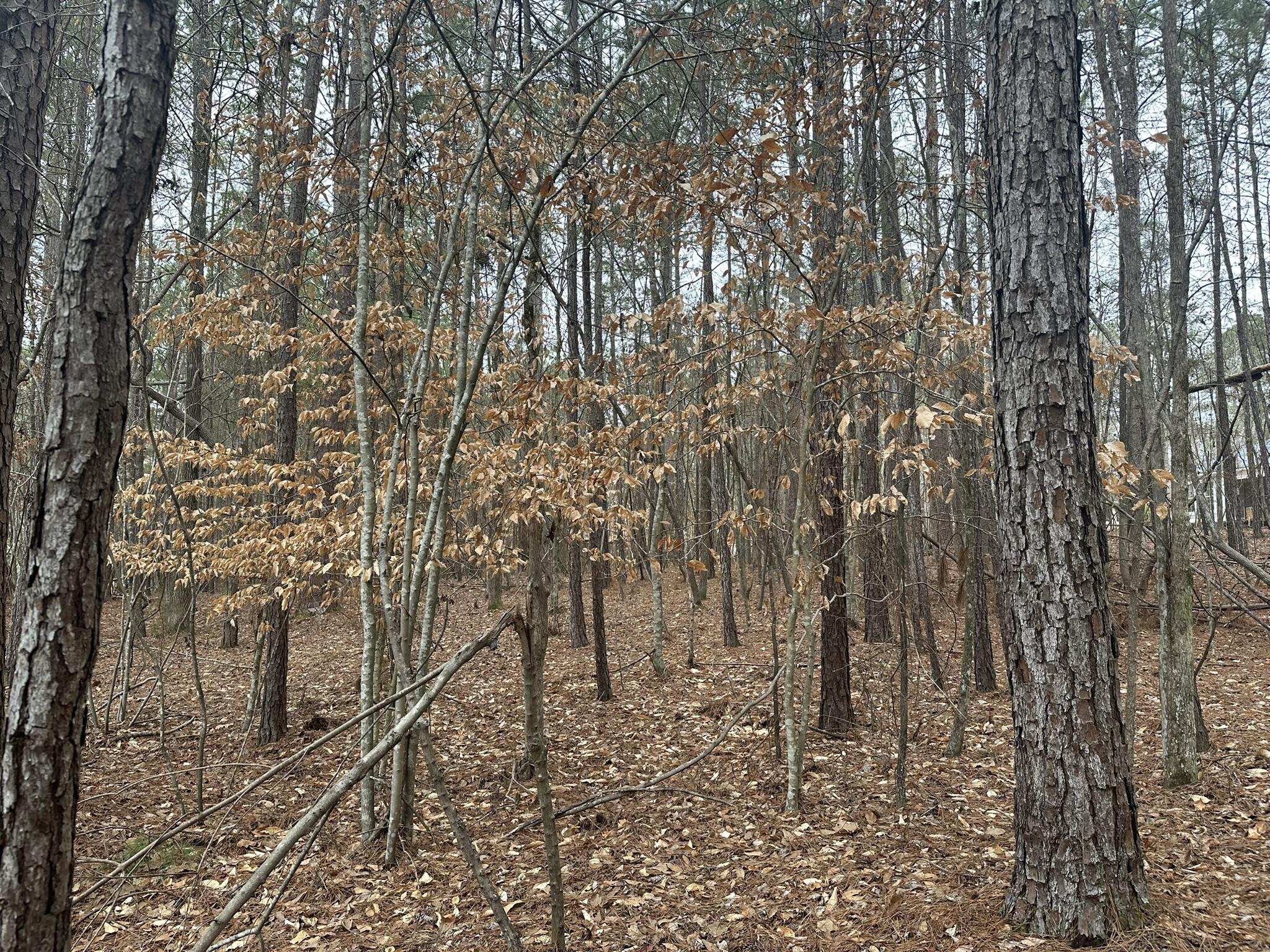 B14-l18 Candlewick Loop McCormick, SC 29835 - Photo 5 of 15 IMG_1647
