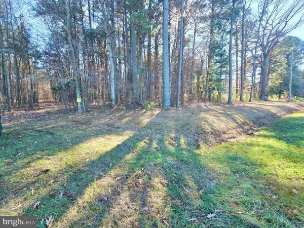 a view of a yard with large trees