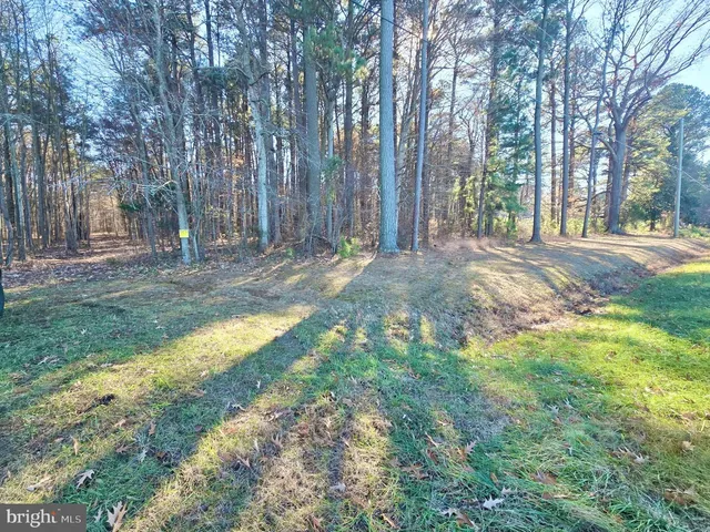 a view of a yard with large trees