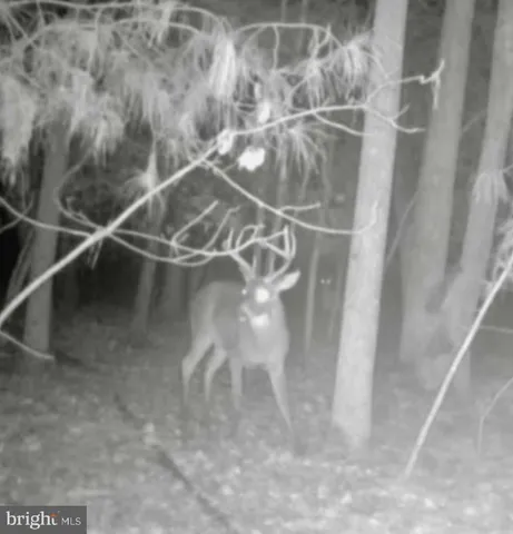 $319,000 | Sika Whitetail & Turkey Sika Whitetail & Turkey Church Creek Road, Cambridge, MD 21613