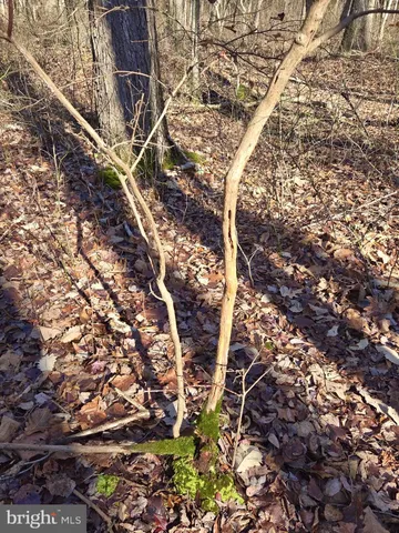 $319,000 | Sika Whitetail & Turkey Sika Whitetail & Turkey Church Creek Road, Cambridge, MD 21613