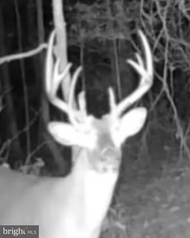 $319,000 | Sika Whitetail & Turkey Sika Whitetail & Turkey Church Creek Road, Cambridge, MD 21613