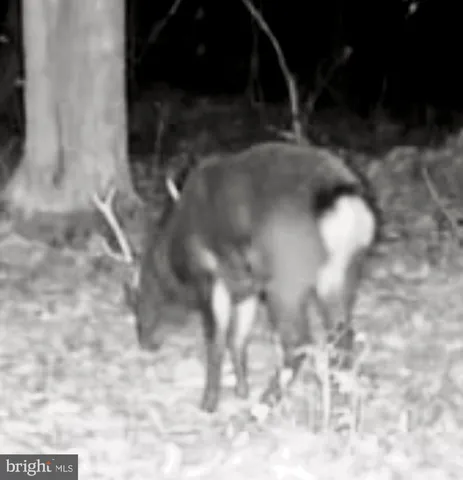 $319,000 | Sika Whitetail & Turkey Sika Whitetail & Turkey Church Creek Road, Cambridge, MD 21613