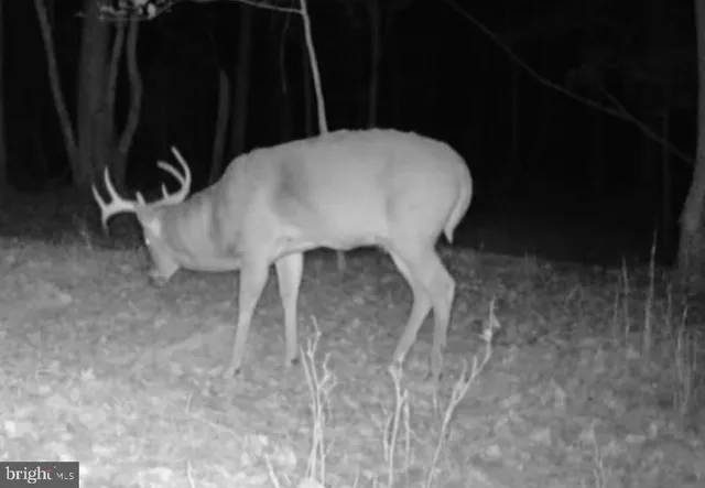 $319,000 | Sika Whitetail & Turkey Sika Whitetail & Turkey Church Creek Road, Cambridge, MD 21613