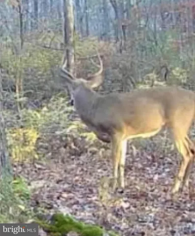 $319,000 | Sika Whitetail & Turkey Sika Whitetail & Turkey Church Creek Road, Cambridge, MD 21613