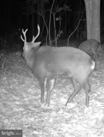 $319,000 | Sika Whitetail & Turkey Sika Whitetail & Turkey Church Creek Road, Cambridge, MD 21613