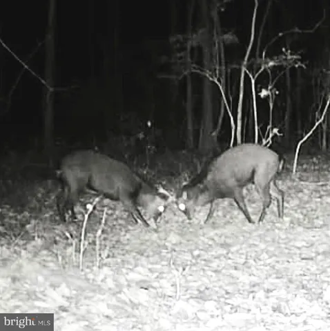 $319,000 | Sika Whitetail & Turkey Sika Whitetail & Turkey Church Creek Road, Cambridge, MD 21613