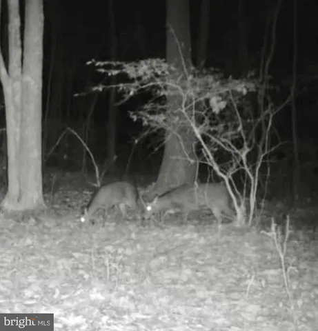 $319,000 | Sika Whitetail & Turkey Sika Whitetail & Turkey Church Creek Road, Cambridge, MD 21613