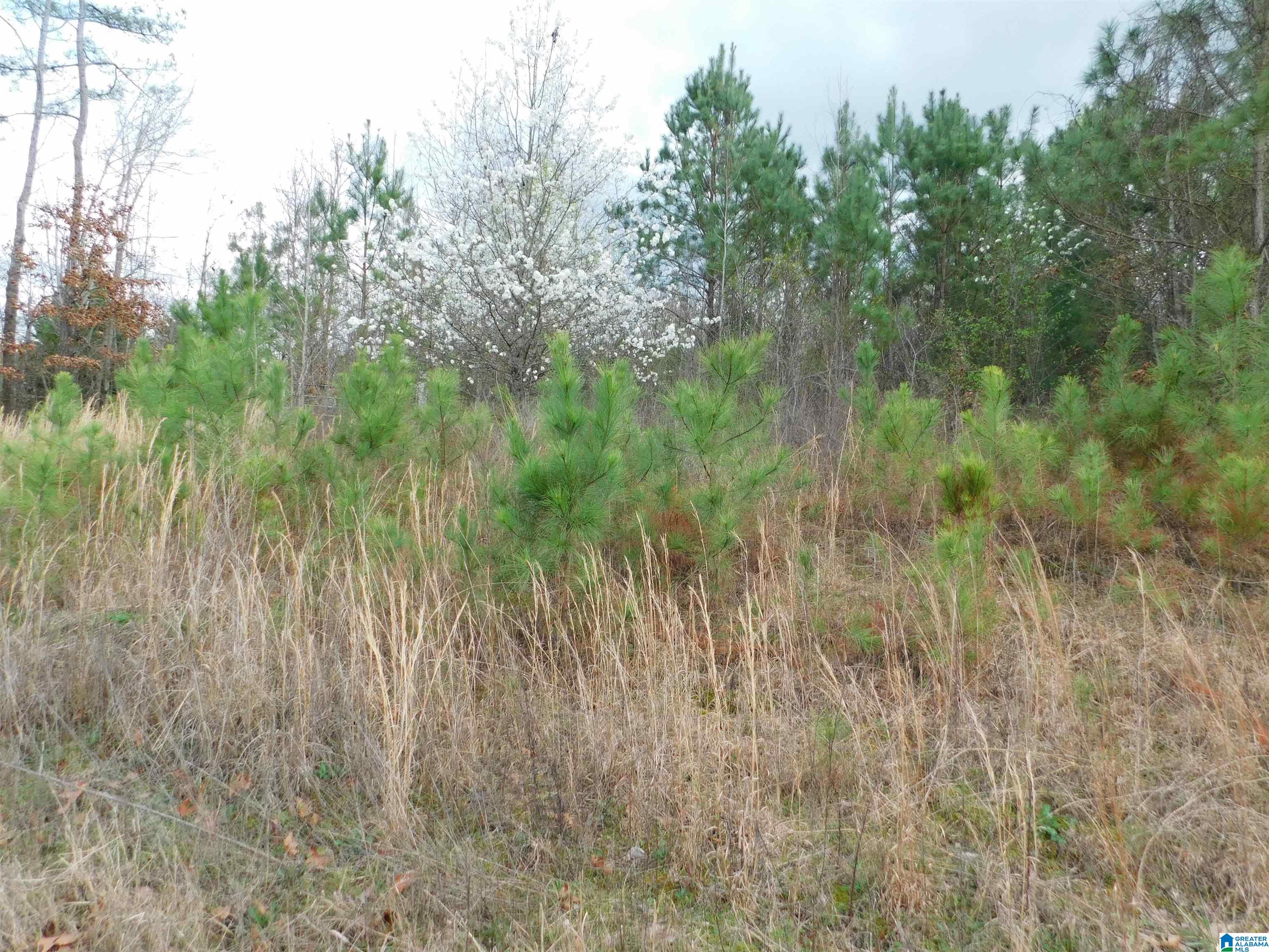 0 Lock 1 Road, Unit 2 Ashville, AL 35953 - Photo 12 of 13