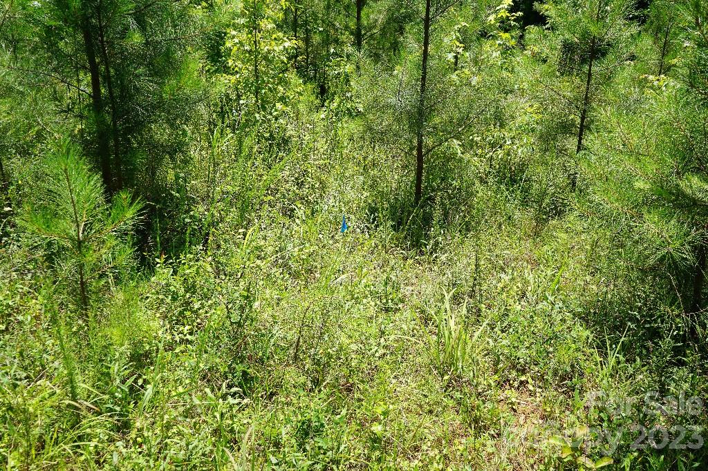 0 Catawba River Road Catawba, SC 29704 - Photo 18 of 23