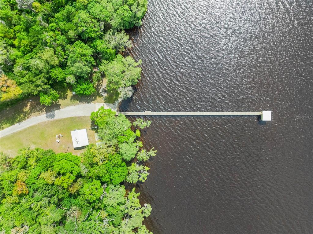 515 Gardenia Avenue Georgetown, FL 32139 - Photo 22 of 25 a close up of a plant in a garden
