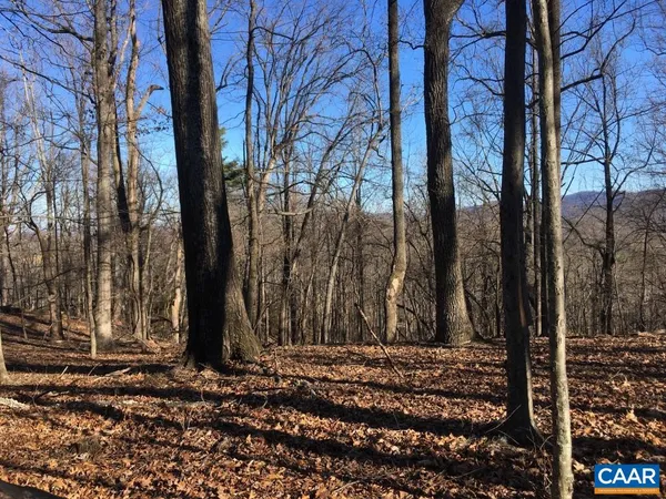 a view of a forest with trees