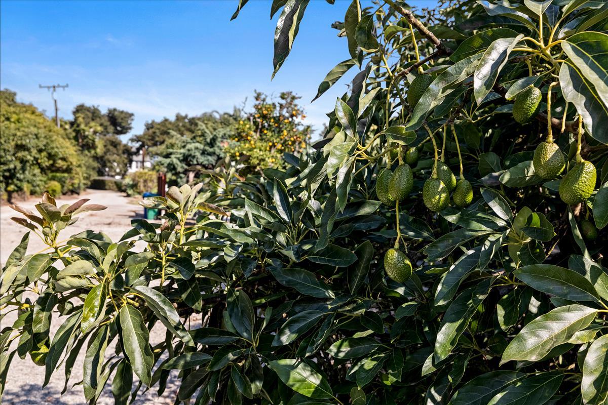 1415 Santa Monica Road Carpinteria, CA 93013 - Photo 8 of 23 7L5A8347