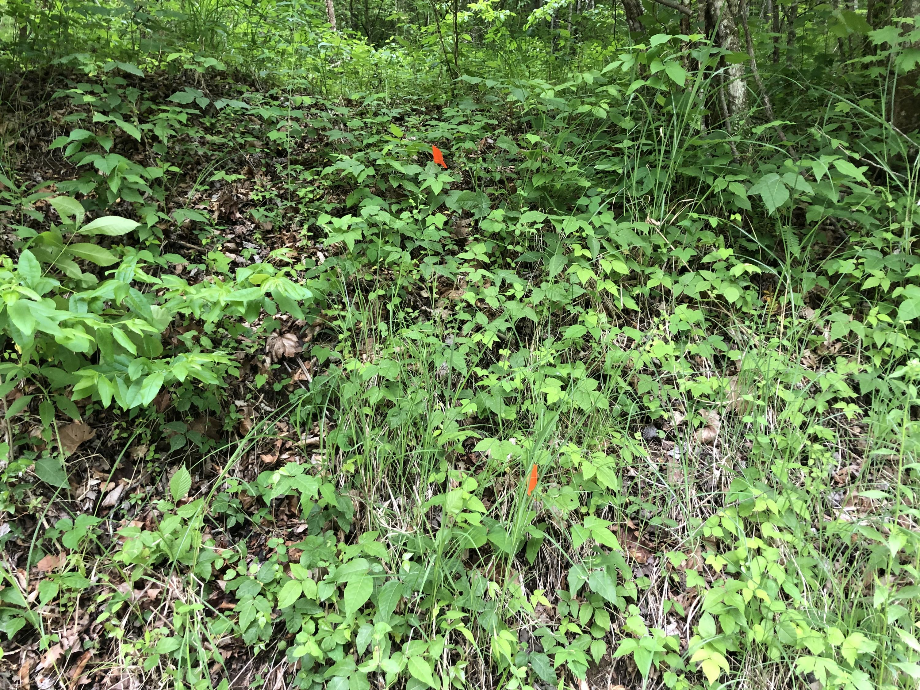 26 Bailey Branch Road Walker, KY 40997 - Photo 28 of 43 IMG_7100