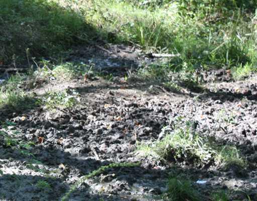505 Craig Run Road Waynesburg, PA 15370 - Photo 9 of 12 Land. spring in woods beside hunting shack. Deer tracks galore!!