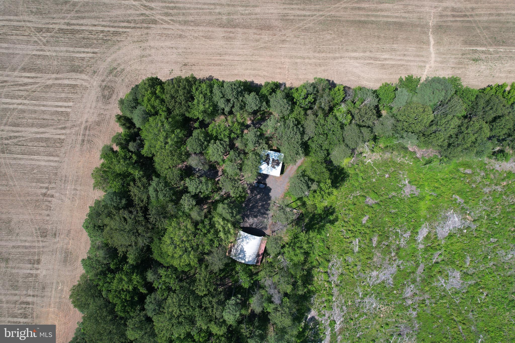 0 Countyline Church Road Woodford, VA 22580 - Photo 20 of 25 a close up of a plant in a garden