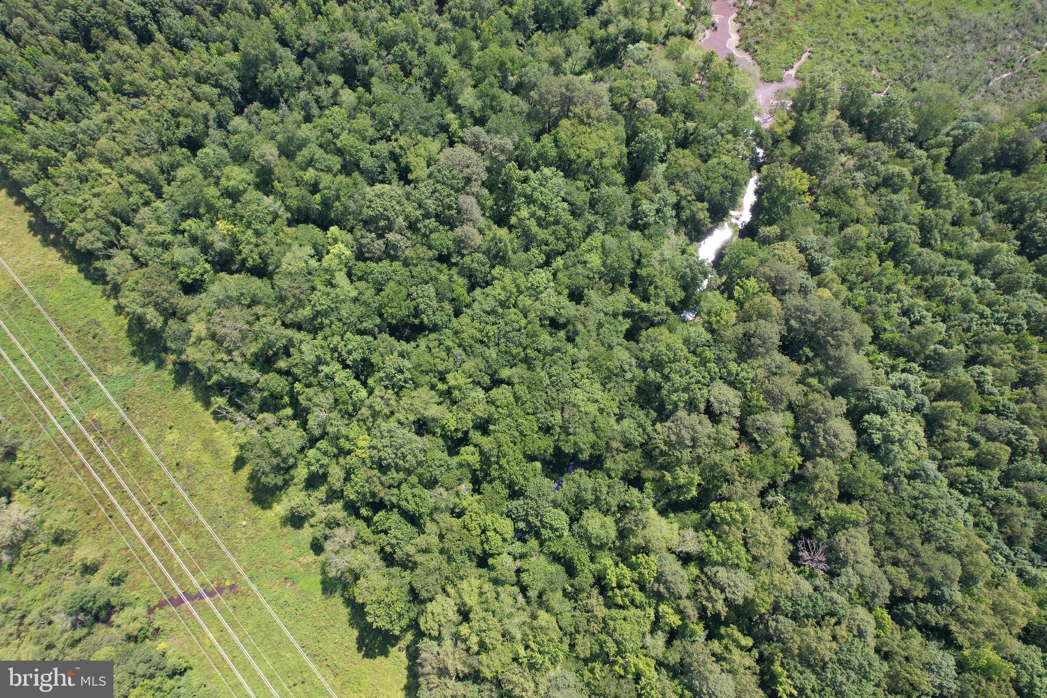 0 Countyline Church Road Woodford, VA 22580 - Photo 6 of 25 a view of a forest with a tree