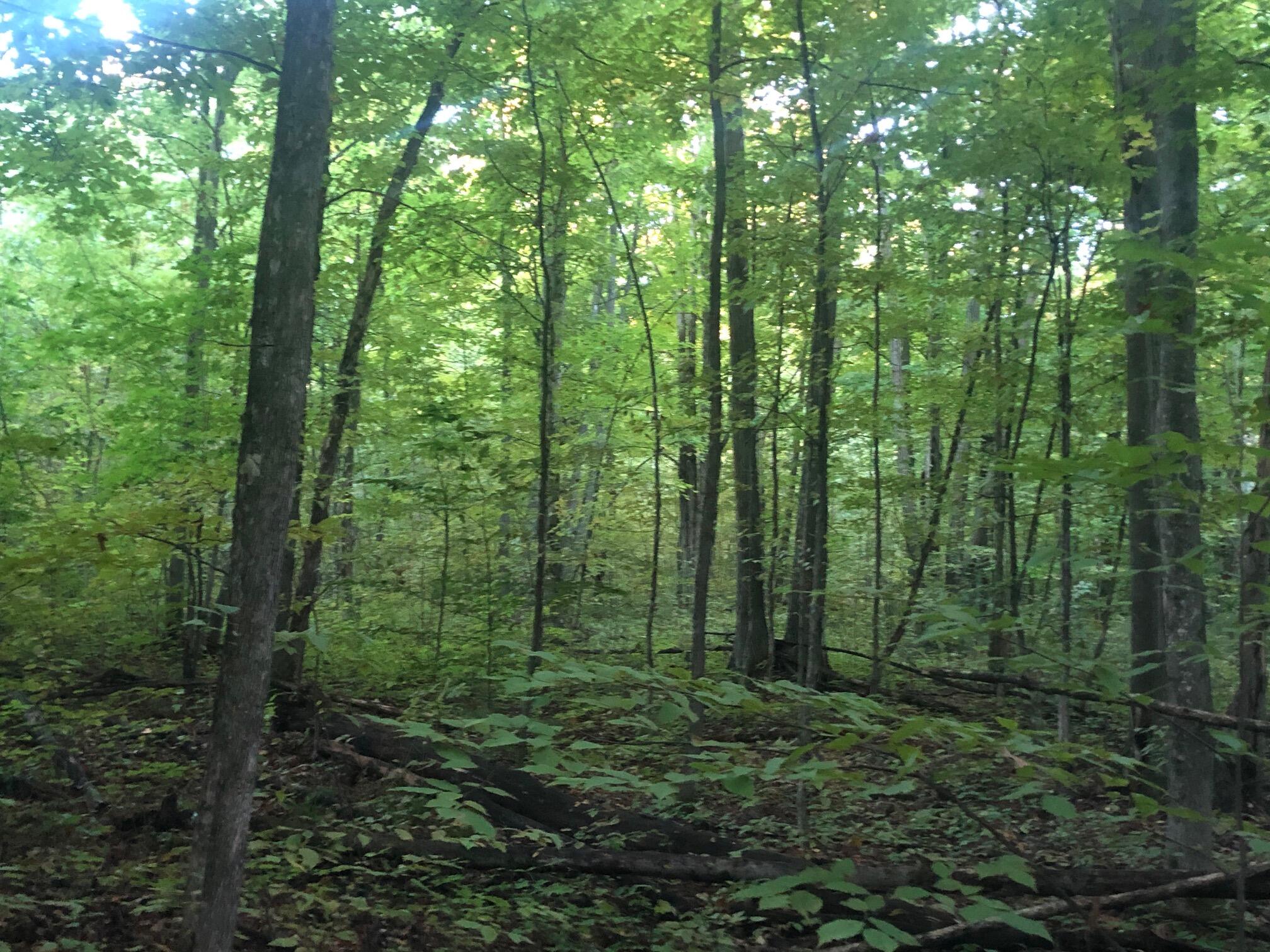 8054 Marilla Road Copemish, MI 49625 - Photo 46 of 57 IMG_0836