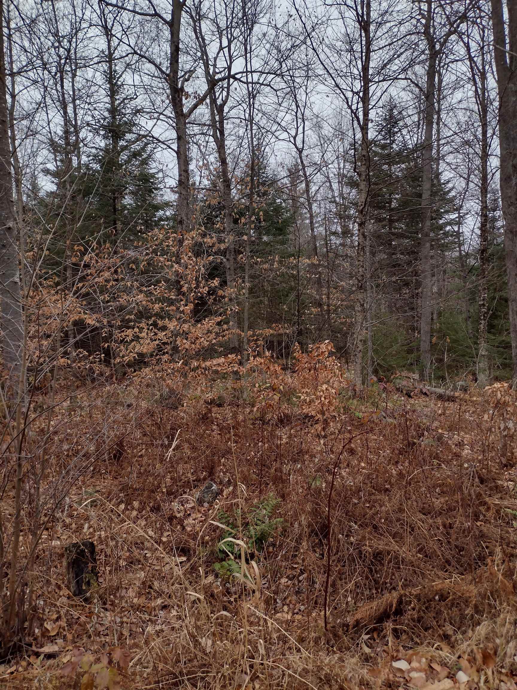 0 Stinson/cross/camp Road Rumney, NH 03266 - Photo 6 of 14