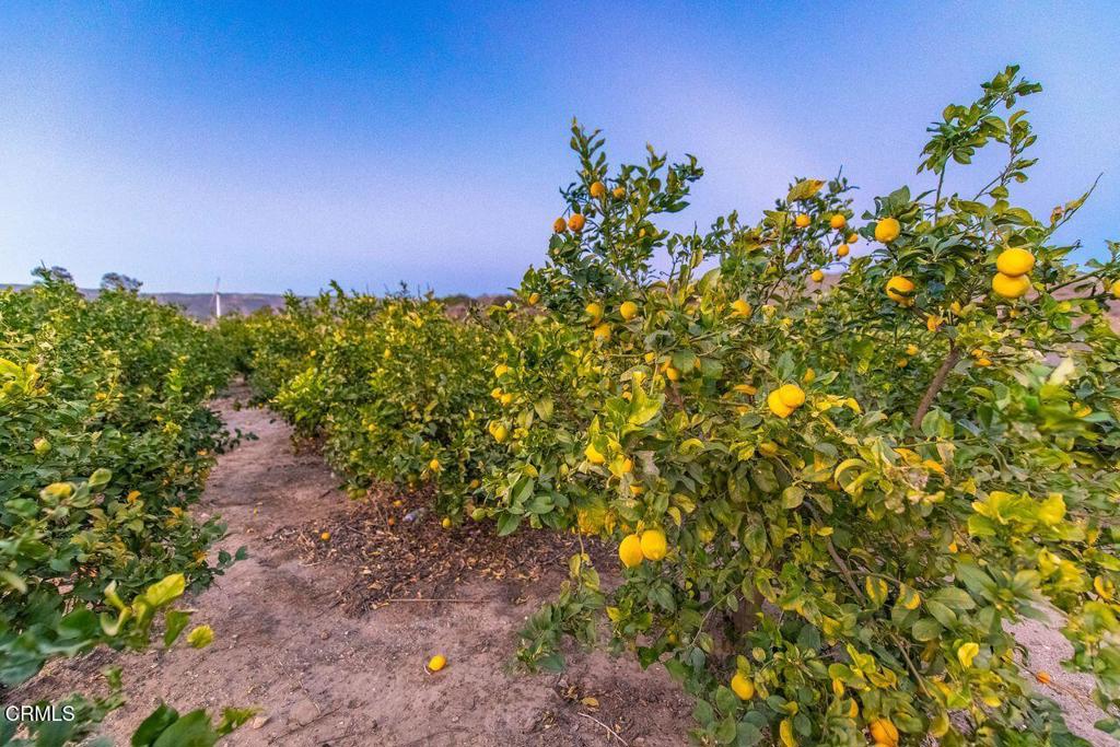 14855 Middle Ranch Road Moorpark, CA 93021 - Photo 70 of 75 Lemon Tree