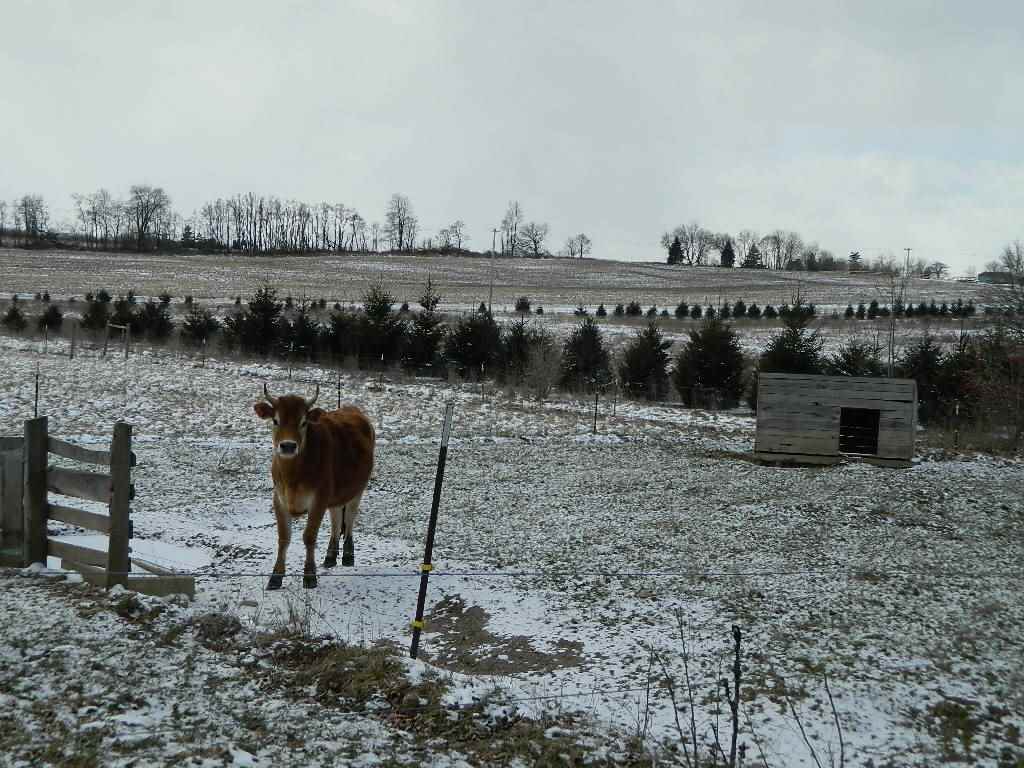 11650 West Remick Road Blanchard, MI 49310 - Photo 34 of 39 1839299-34.JPG