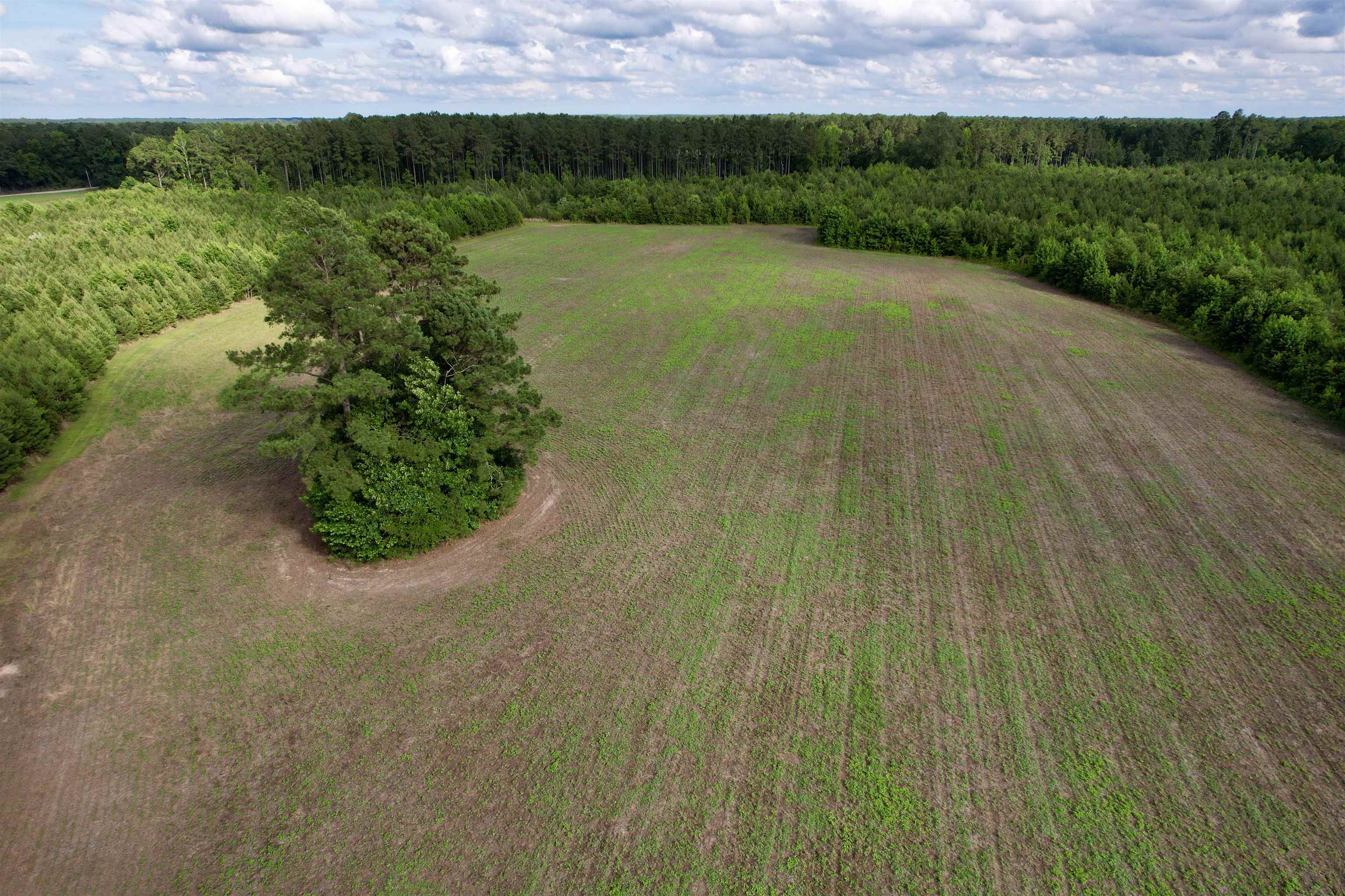 85-acres - Muddy Creek Road Hemingway, SC 29554 - Photo 26 of 31
