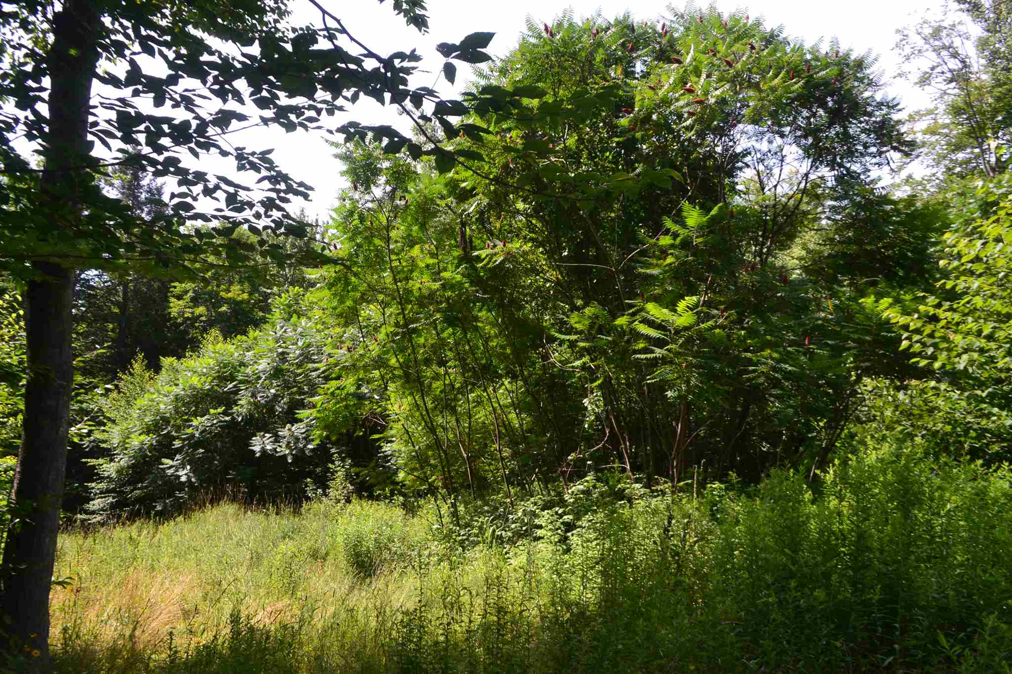 451 Raymond Road Chester, NH 03036 - Photo 8 of 11